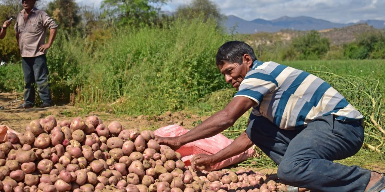 El Gobierno destinó Bs 101 millones para potenciar la producción de papa en 2024