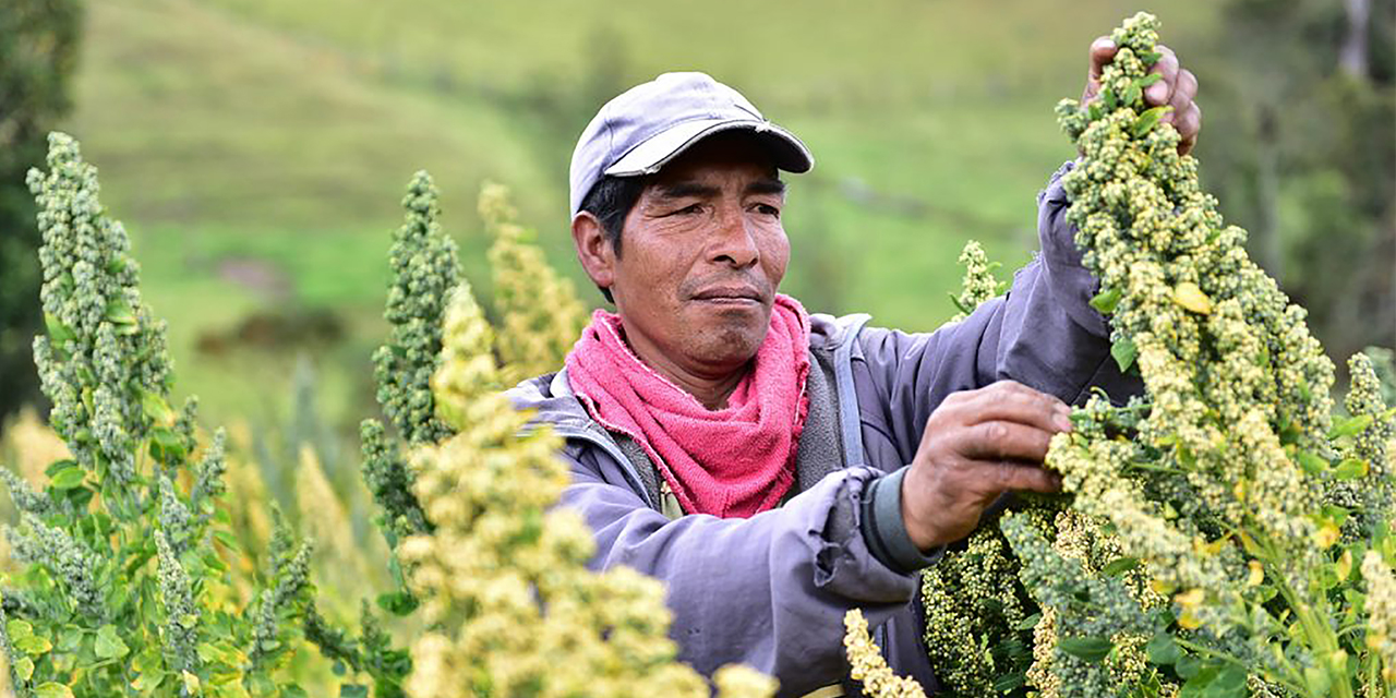 El BDP fomenta a 12.080 productores orureños del sector agrícola y ganadero