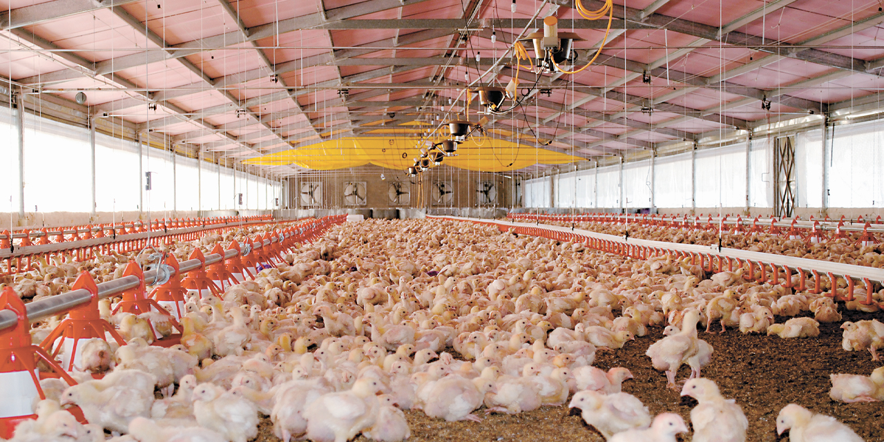 Una granja de pollos bebé.