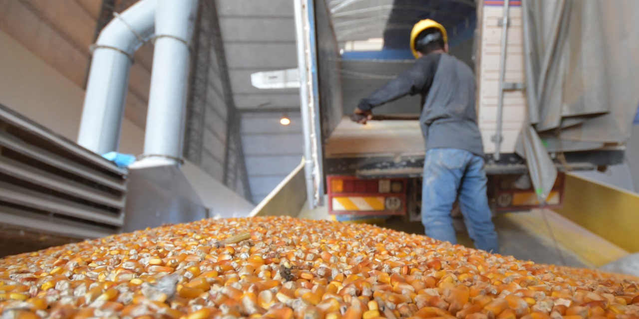 El Estado subvenciona el alimento para el sector pecuario.