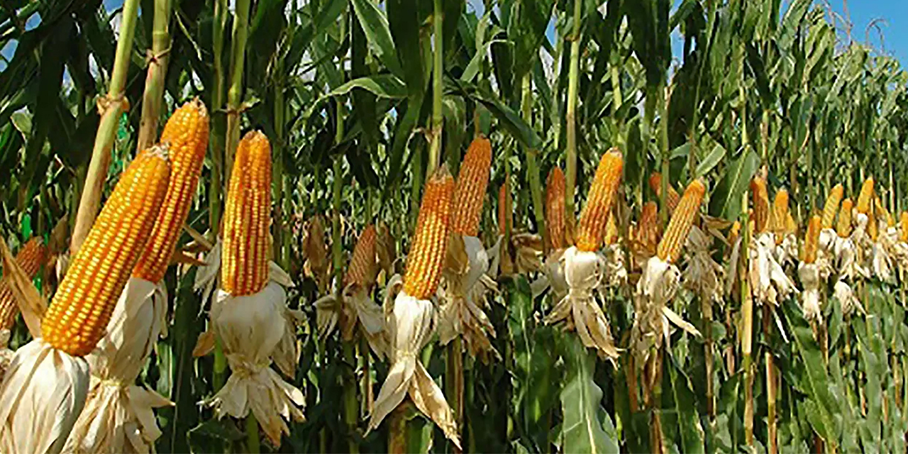 Decreto da inicio al programa de producción de maíz y arroz