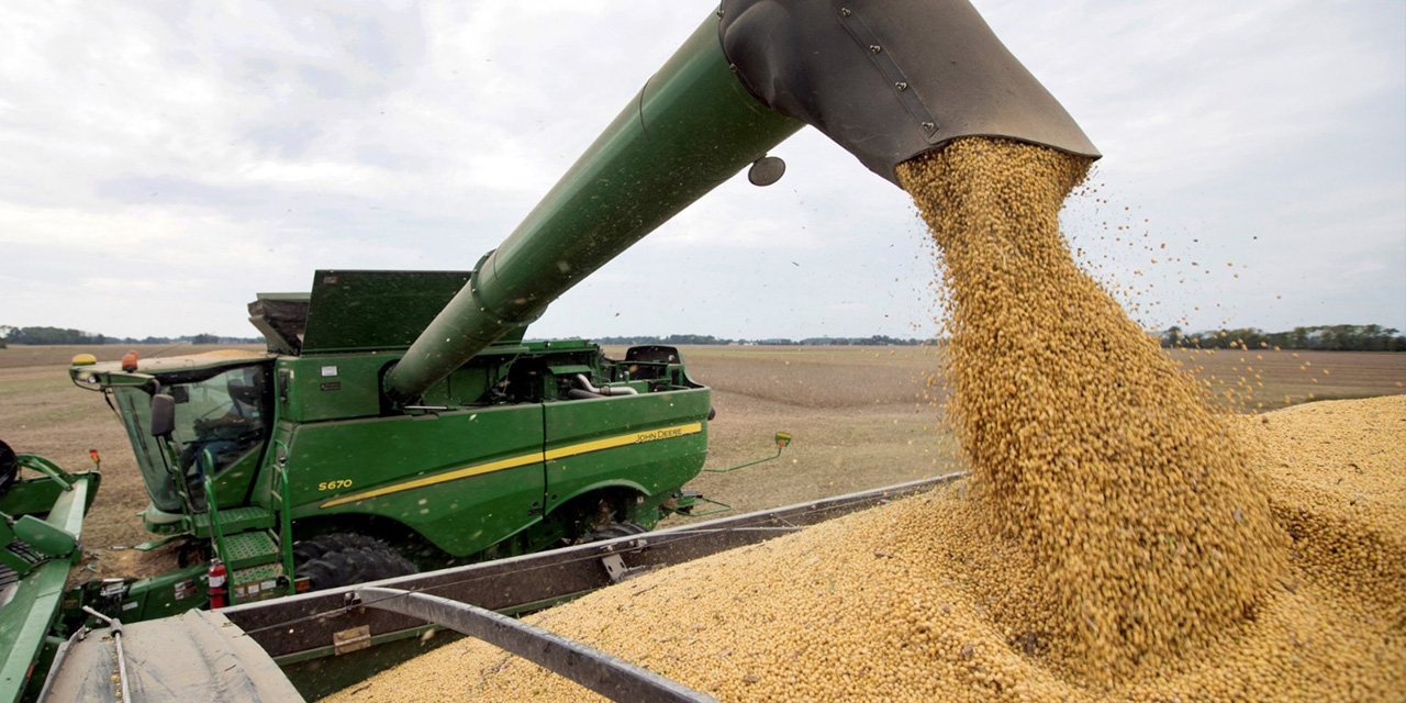La cosecha de la leguminosa soya, en tierras del oriente del país.