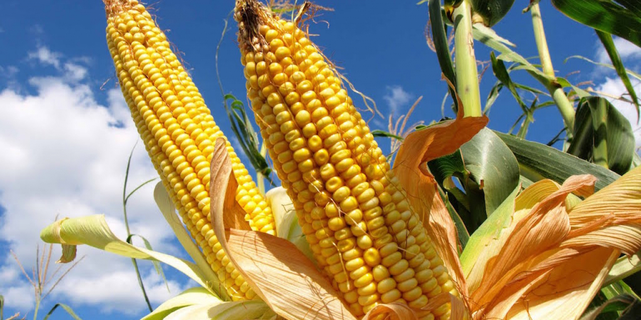 Producción de maíz, principal materia prima de la planta. Foto: RRSS
