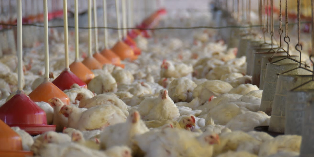 Una granja de pollos en Cochabamba.