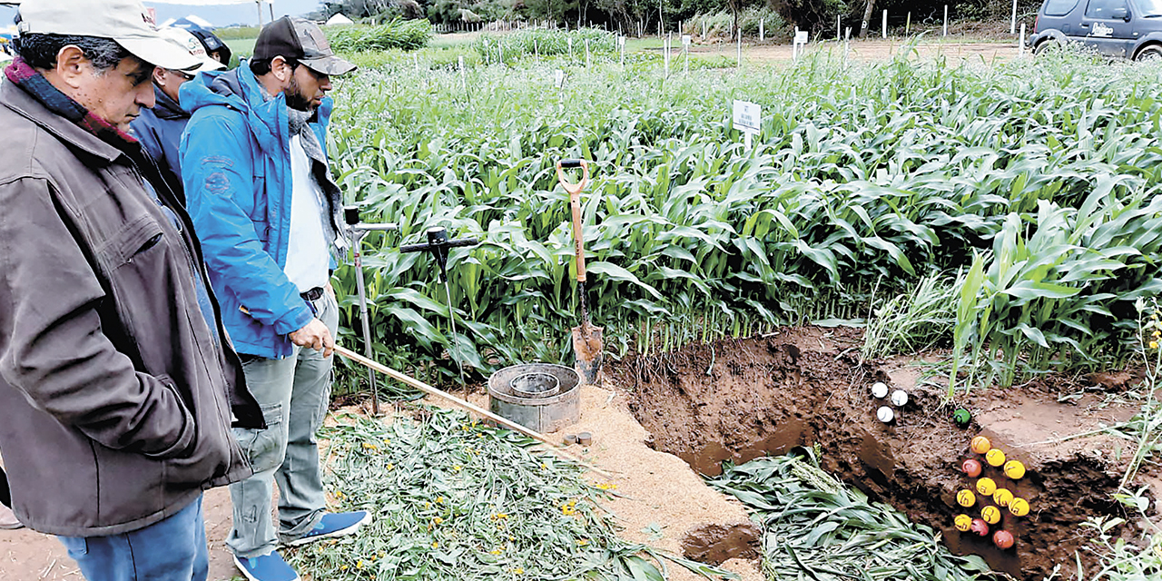 Agricultores de maíz en Santa Cruz muestran su producción sostenible. 