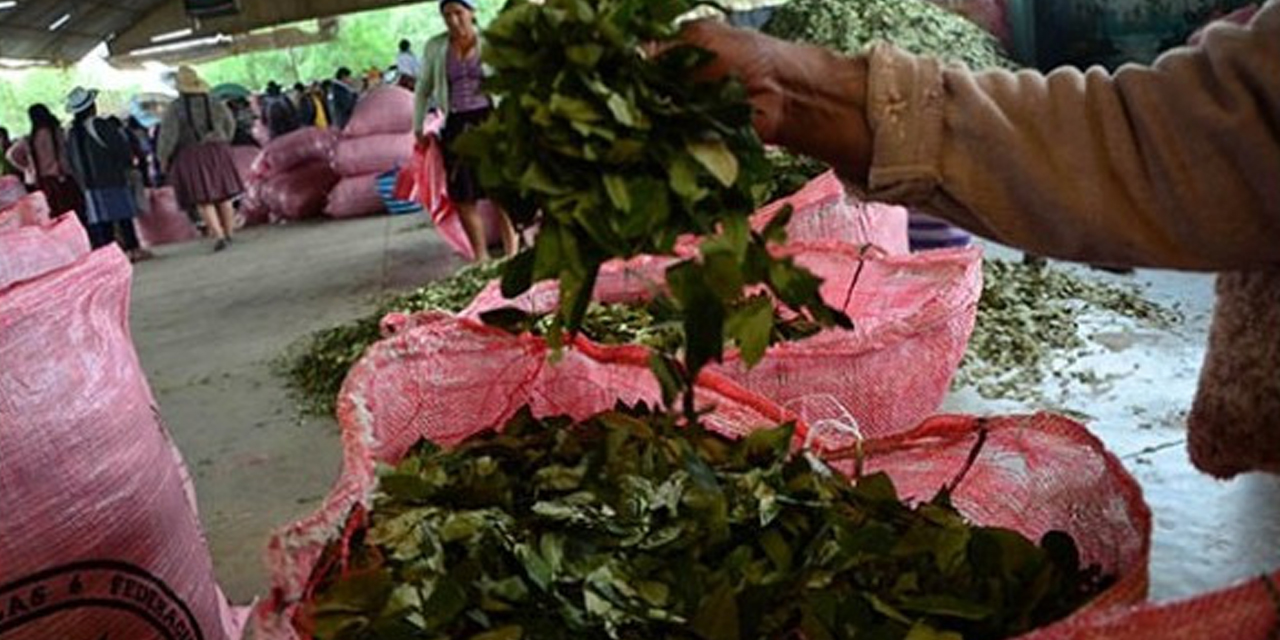 Venta de la hoja de coca, que llegó a un precio récord de Bs 50 la libra.