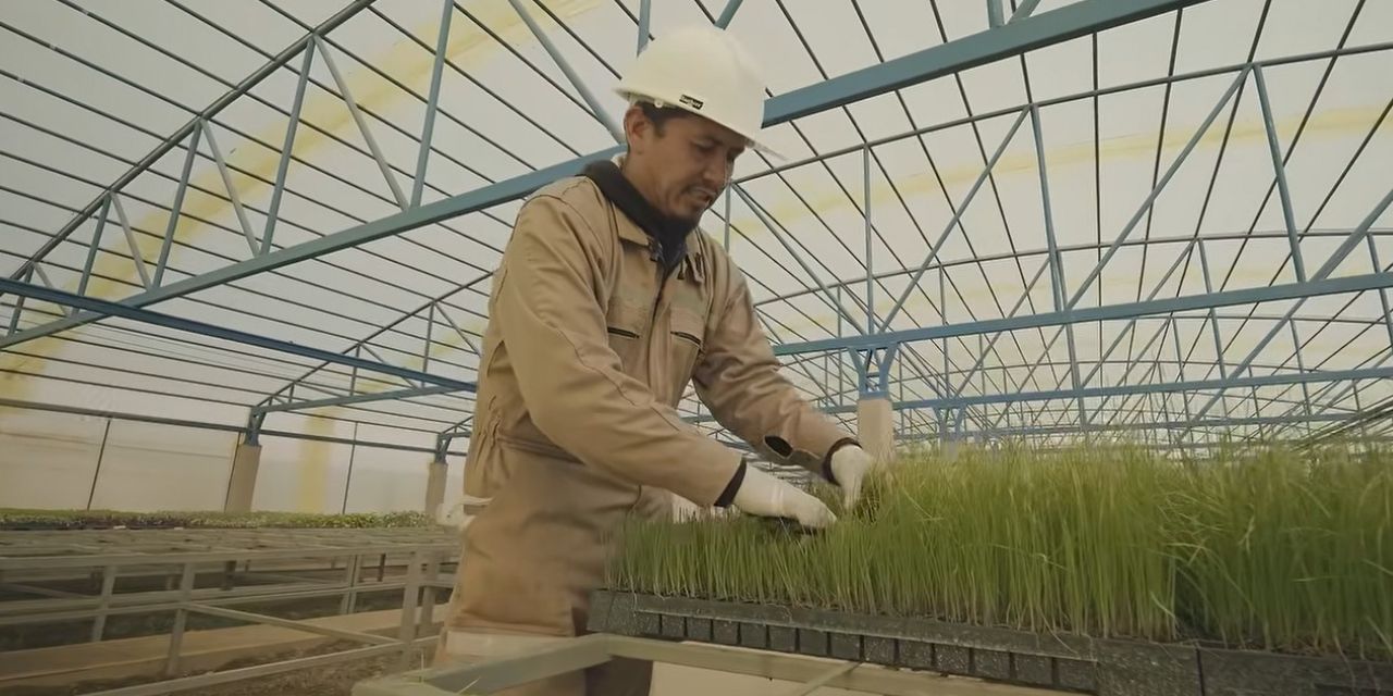 El vivero producirá diariamente más de 3.000 plántulas de tomate, cebolla y otros.