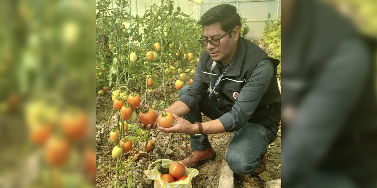 La producción de hortalizas en uno de los invernaderos familiares.