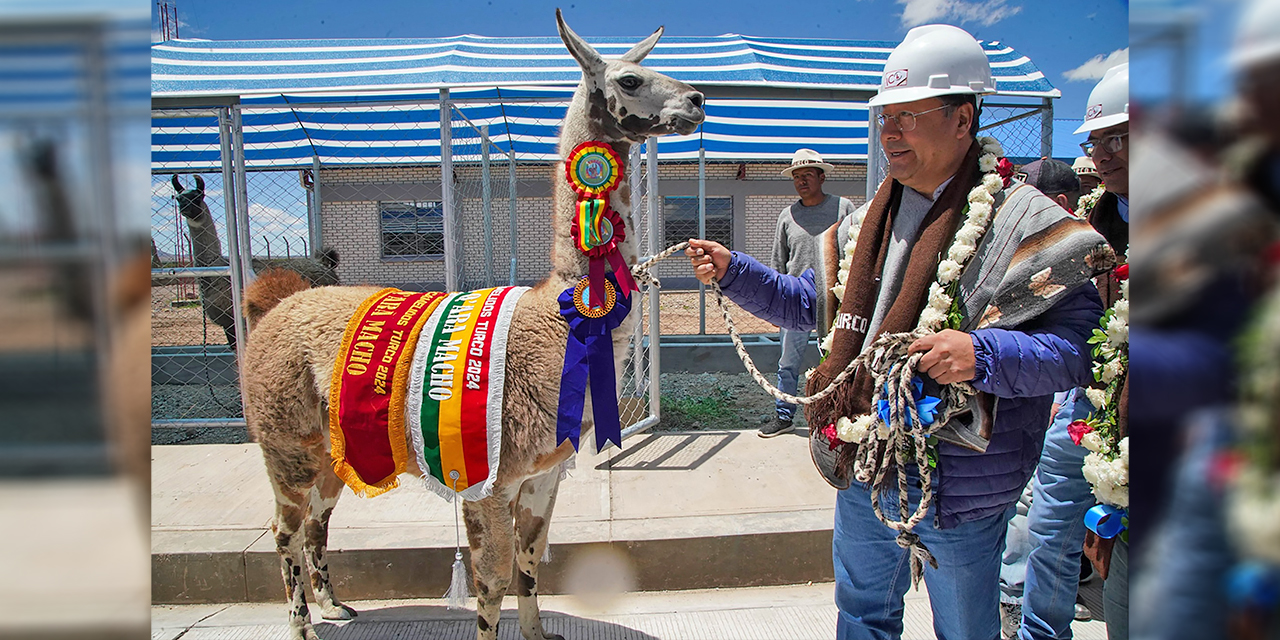 El Gobierno invirtió Bs 166,7 MM en el complejo camélido del altiplano