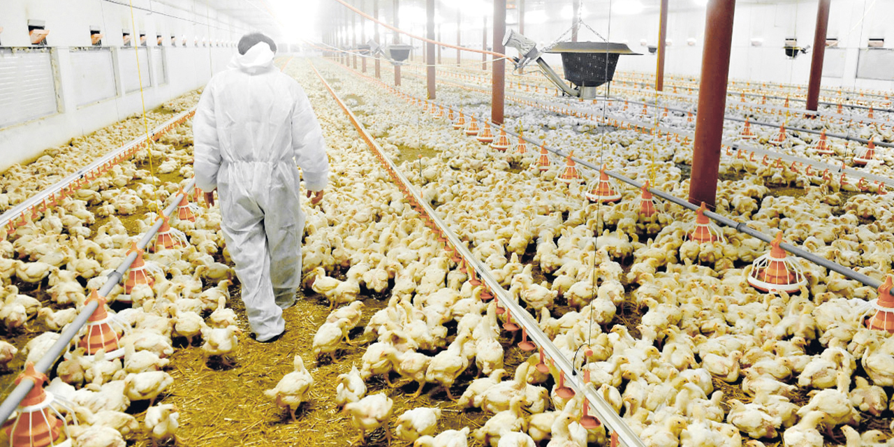 El Gobierno lanza fideicomiso de Bs 21,2 MM en apoyo a los productores avícolas