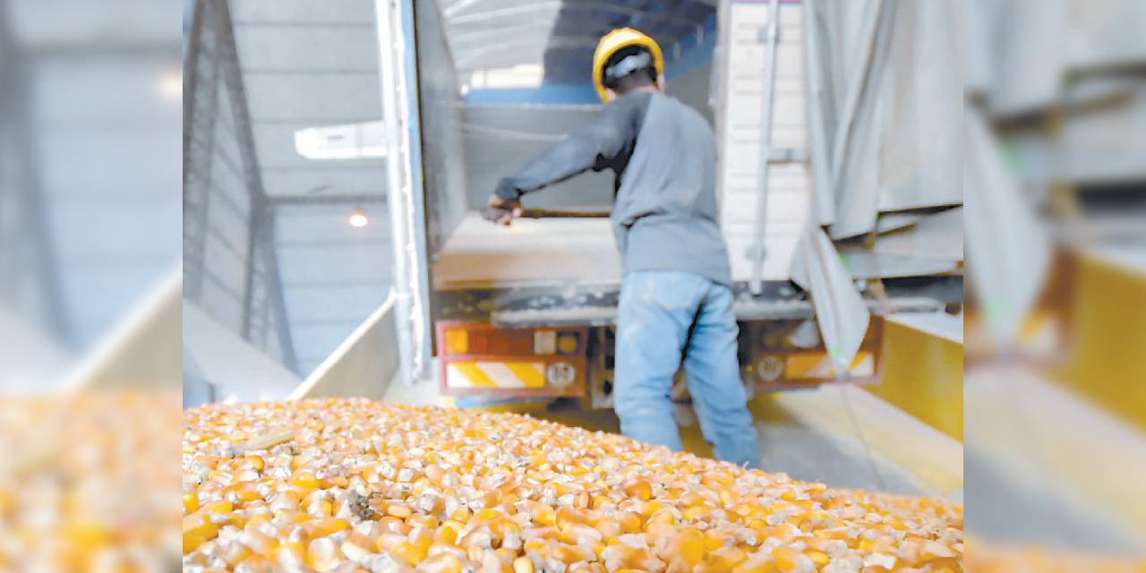 La descarga de maíz en un galpón.