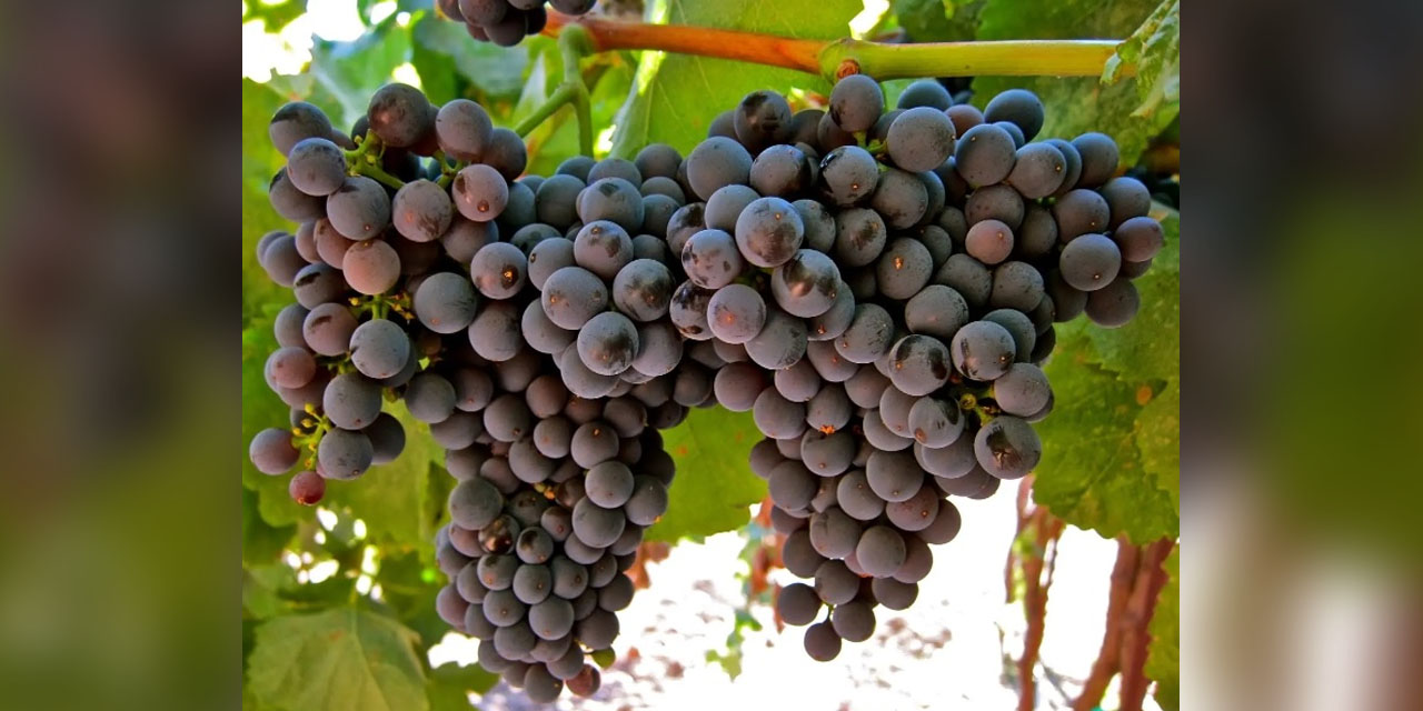 El Tannat boliviano, la joya de la vitivinicultura boliviana. Foto: https://revistamoscatel.com.bo/