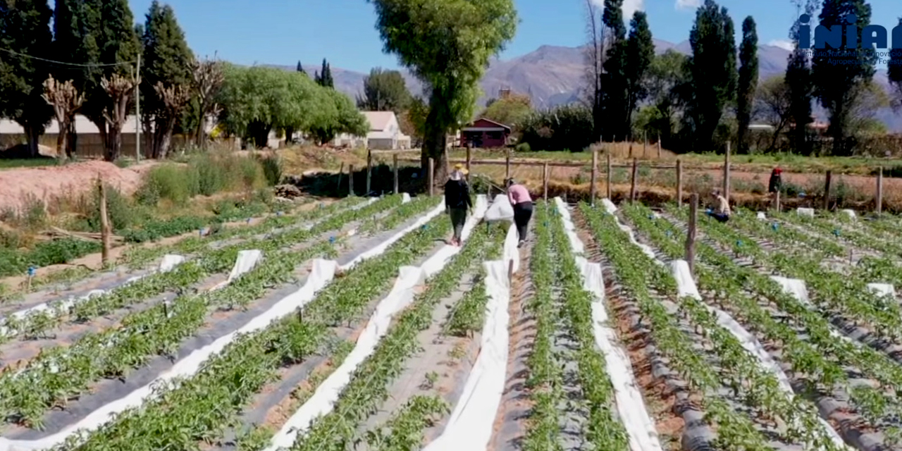 Los cultivos en el Centro Nacional de Producción de Semillas de Hortalizas (CNPSH) ubicado en Sipe Sipe, Cochabamba. Foto: INIAF