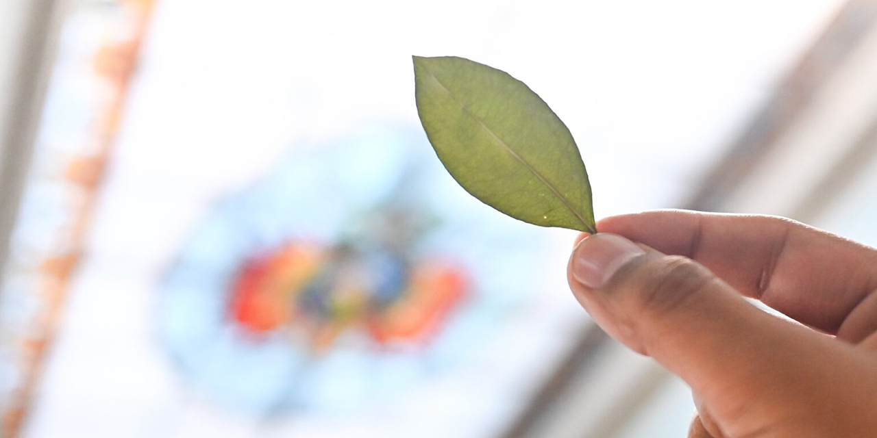La hoja de coca.| Foto: Cancillería  Bolivia presenta evidencia científica para retirar la hoja de coca de la lista de estupefacientes