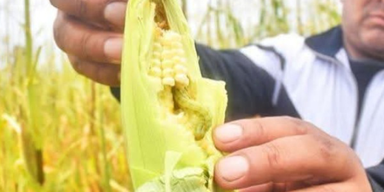 Las recientes lluvias ayudan a controlar la plaga del llamado gusano cogollero 