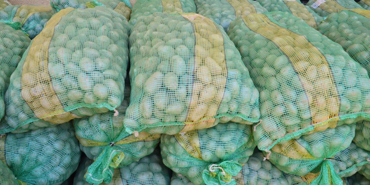 La semilla de papa Desirée que incrementa el rendimiento del producto de 12.16 a 14.10 toneladas por hectárea. Foto: MDRyT