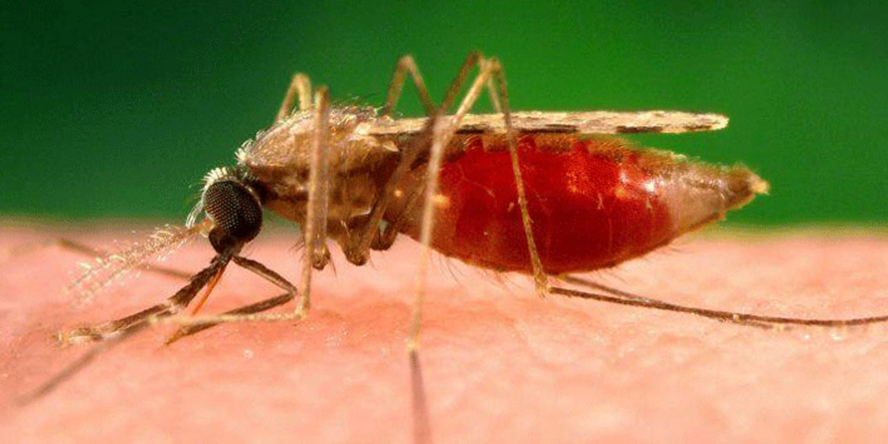 Entregarán 21.000 mosquiteros a los recolectores de castaña para luchar contra la malaria en Pando