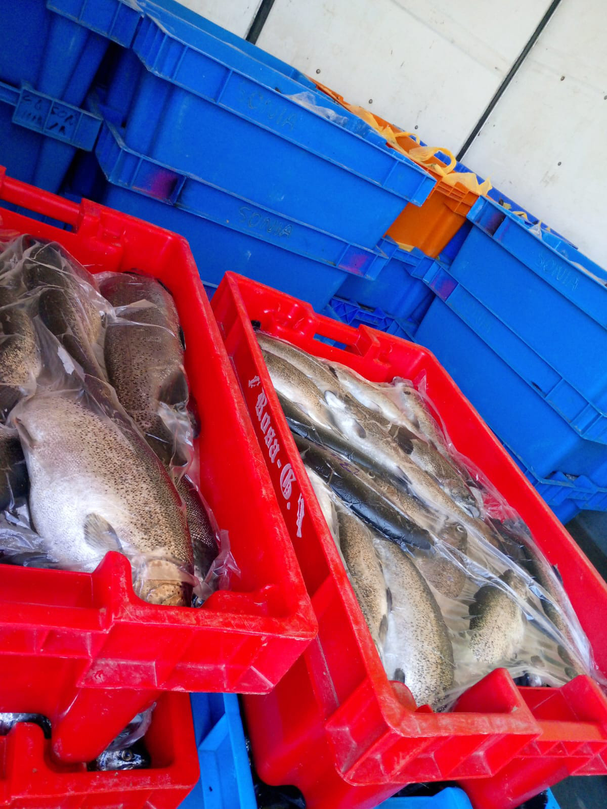 PESCADO 300525