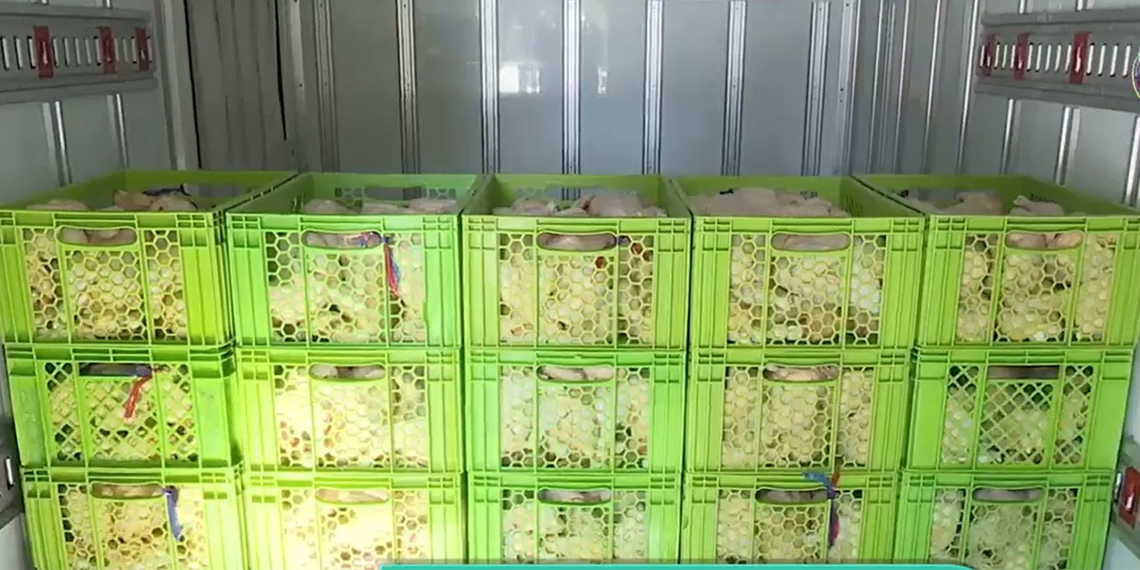 Decomisan 1.400 unidades de pollos crudos que iban de contrabando a Perú