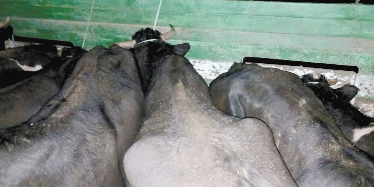 Efectivos militares comisan 13 cabezas de ganado en la carretera La Paz- Oruro.