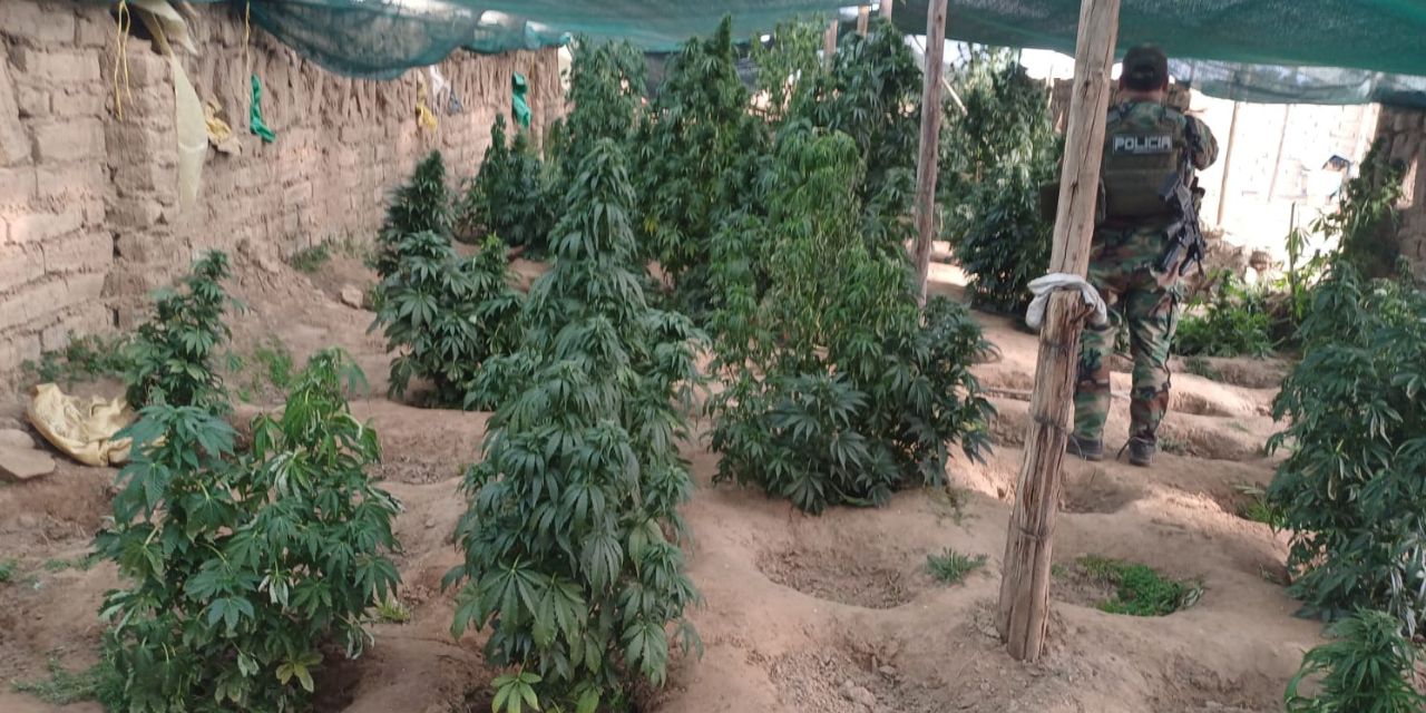 Los plantines de marihuana que se encontraron en Lagunillas.