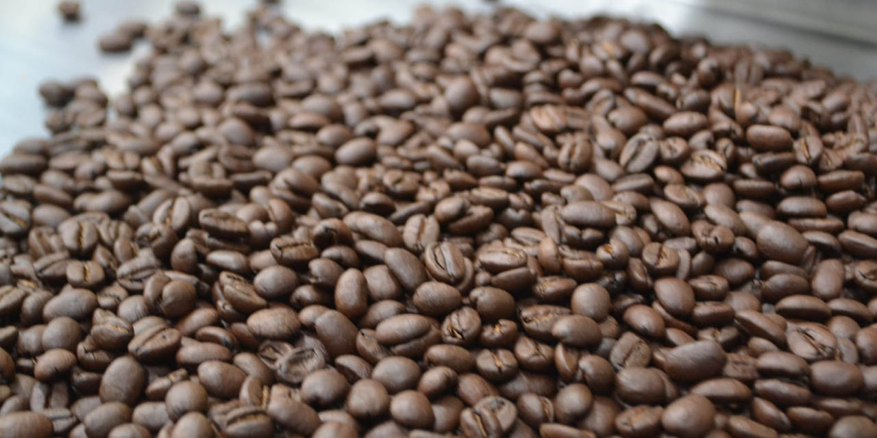 Granos de café de los Yungas. Foto. Archivo ABI