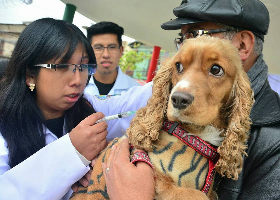 Cochabamba reporta el primer caso de rabia canina del año y activa control epidemiológico