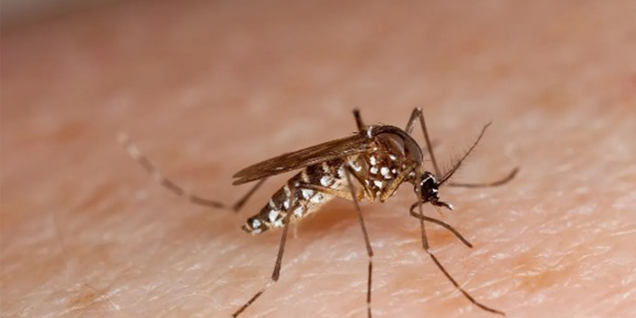 El mosquito hembra Aedes aegypti transmite el dengue.