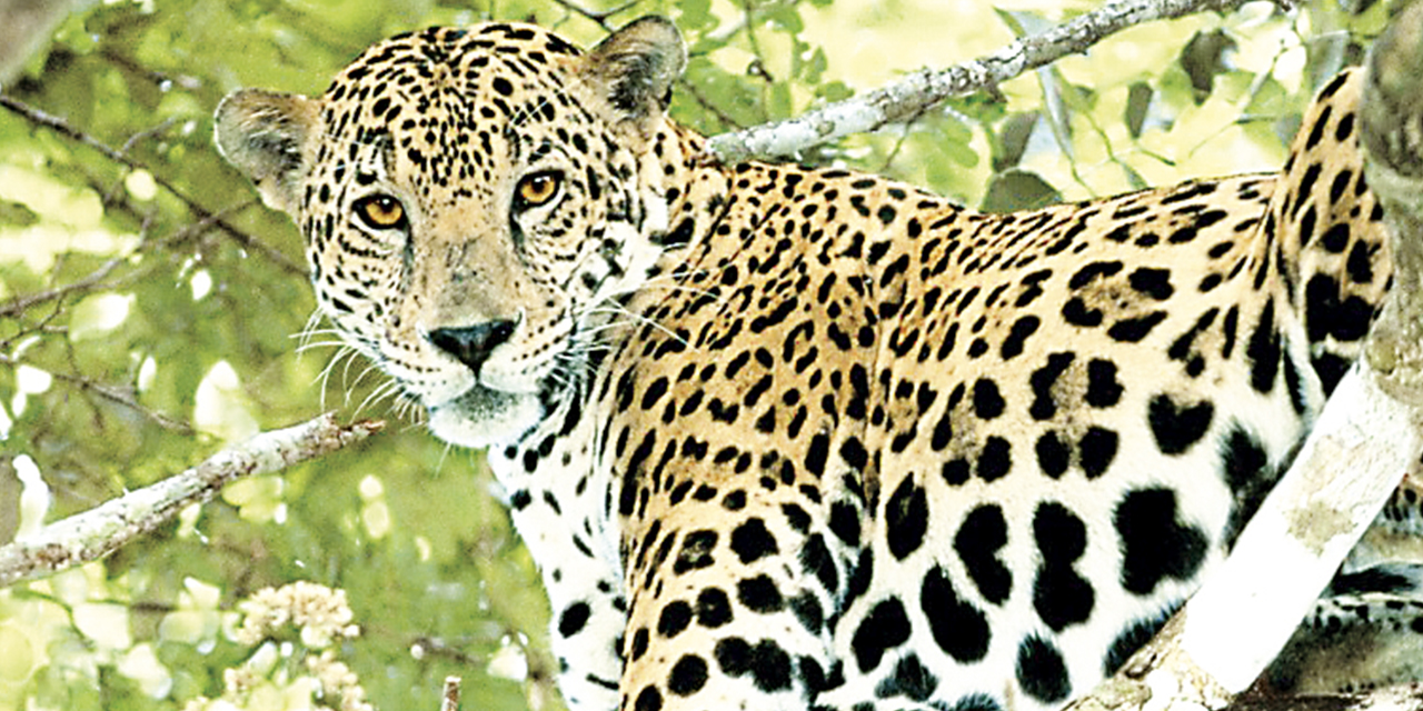 Un jaguar en la selva boliviana.