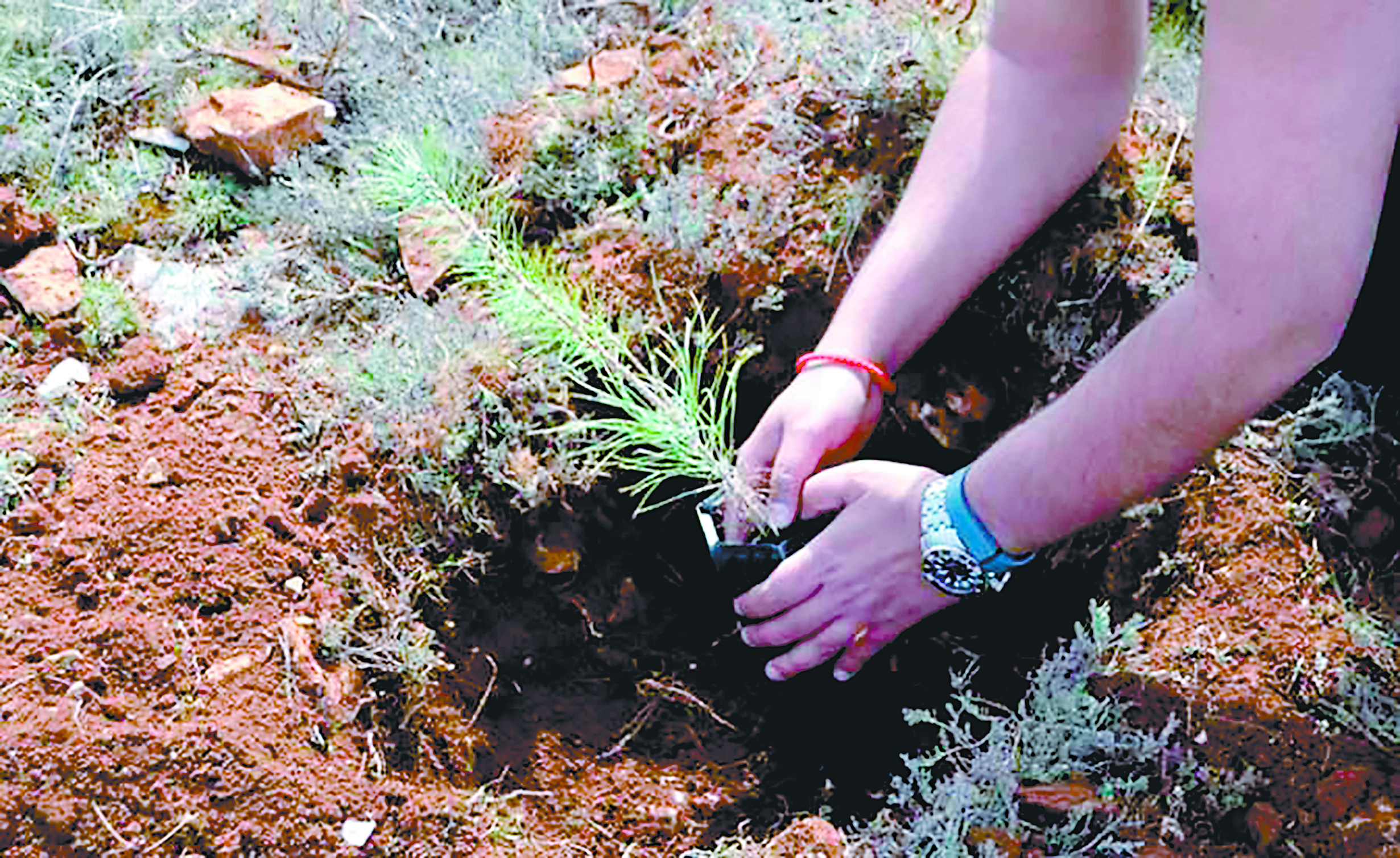 Educación y Medio Ambiente sembrarán más de 160 mil plantines en unidades educativas