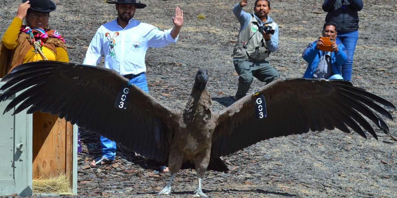 Animal en peligro de extinción es liberado.