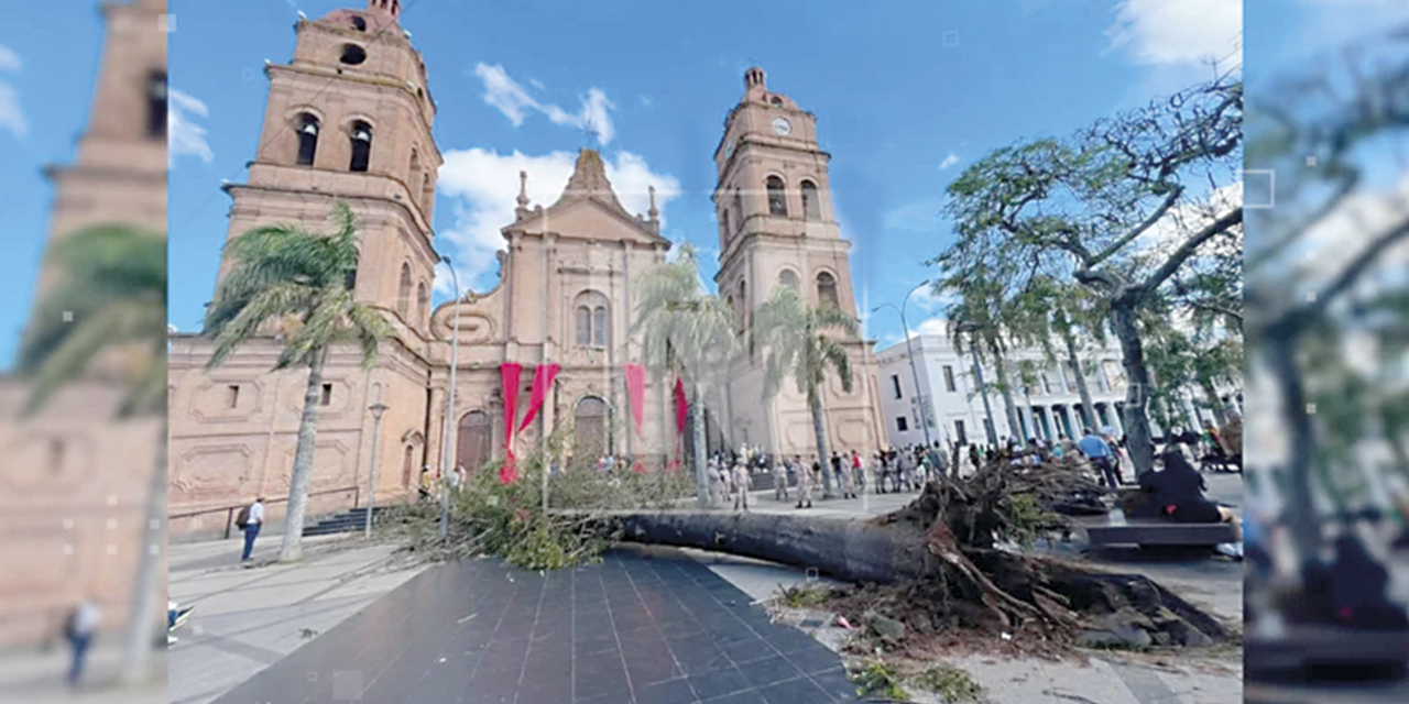 Fuertes vientos generan caídas de árboles enormes.