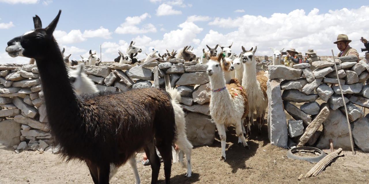 Una llama en la región de Oruro.