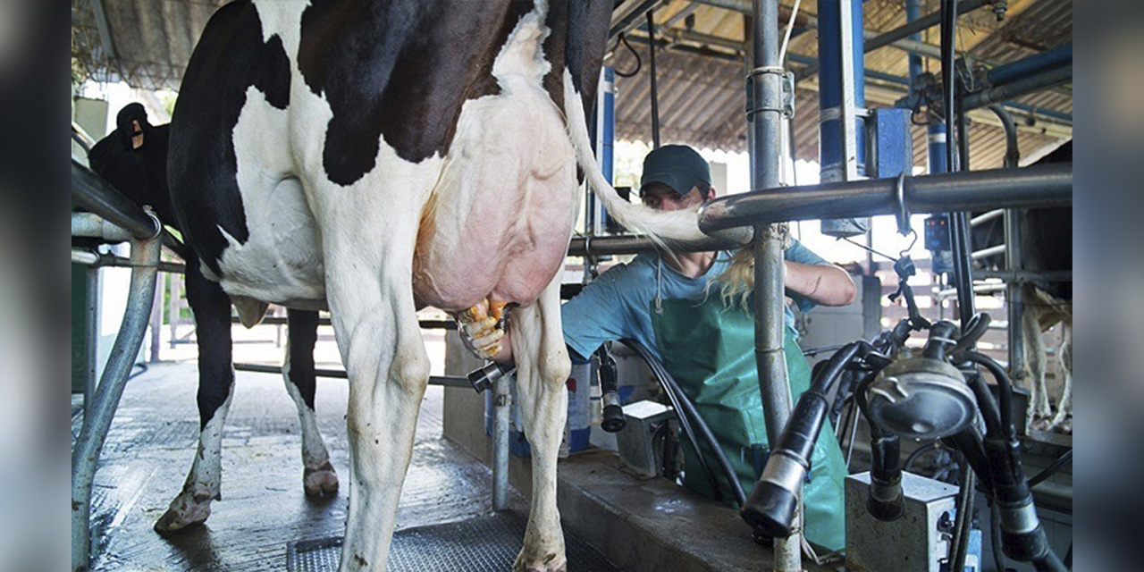Un productor extrae la leche de una vaca.