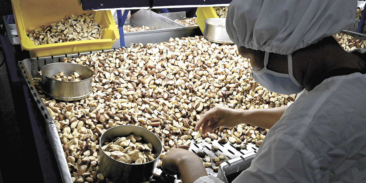 Tratamiento de la castaña para la exportación.