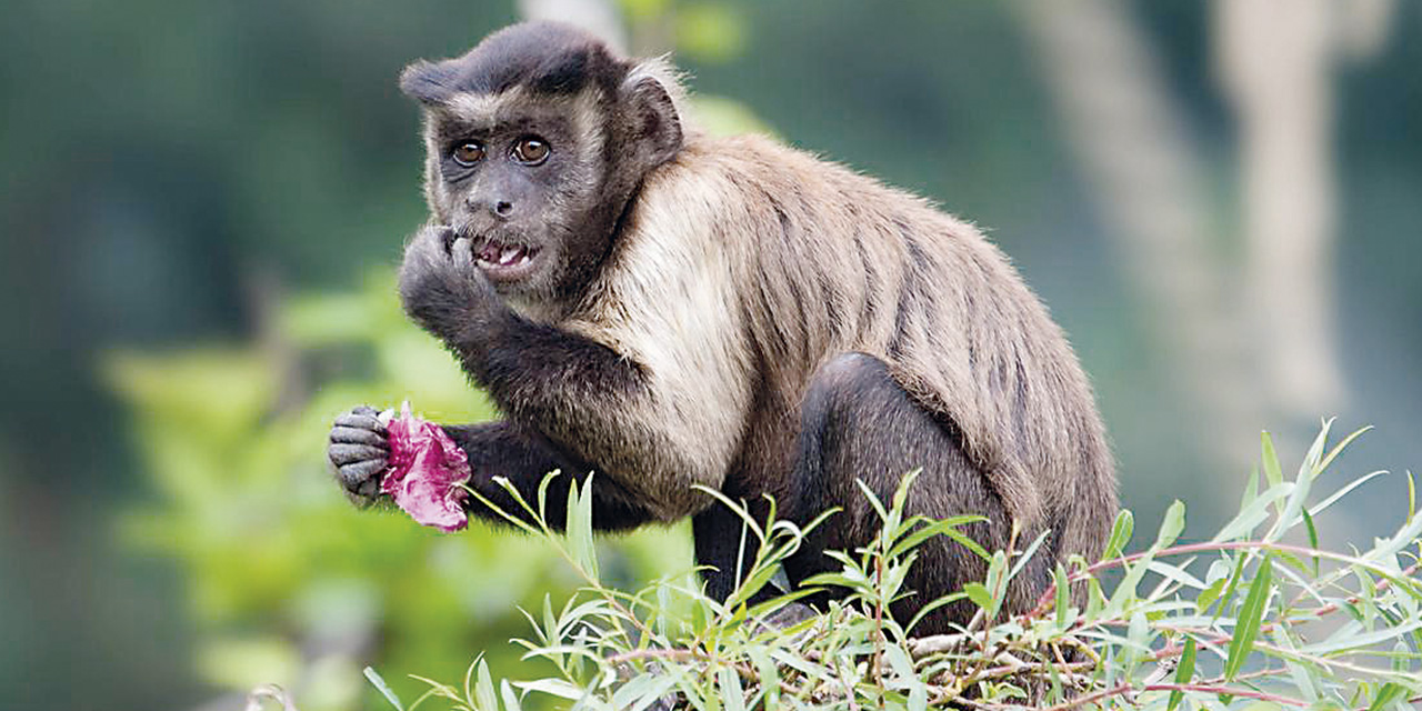 Algunos animales desarrollaron una capacidad evolutiva para metabolizar etanol sin sufrir los efectos negativos.  | Foto: DW