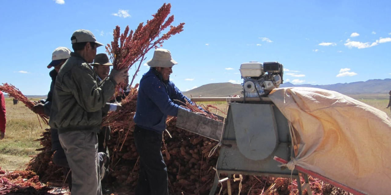 Producción de quinua en el país. (Foto: RRSS)