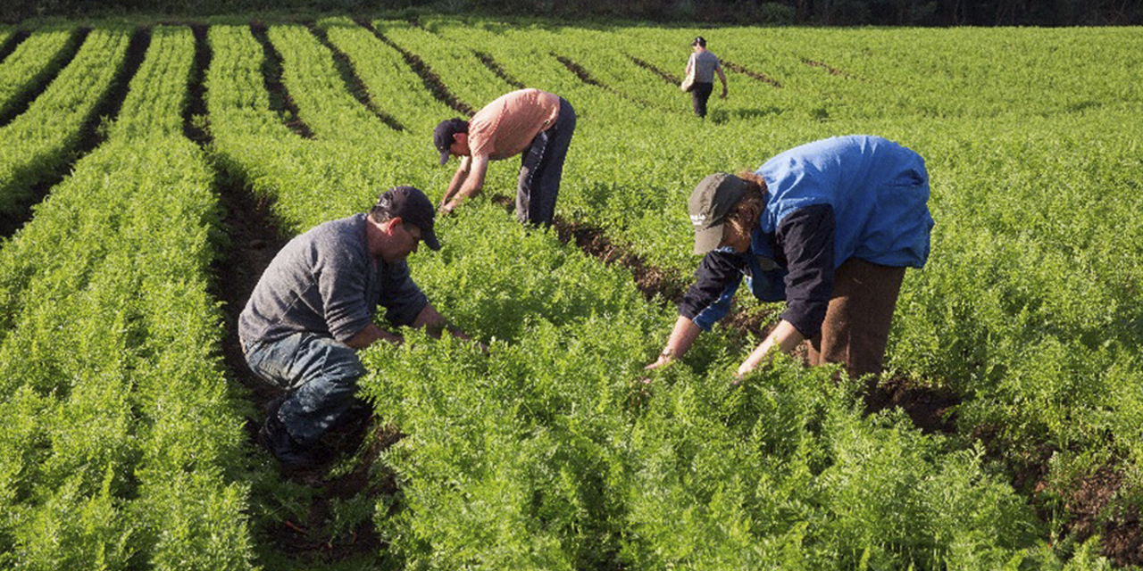 Productores agrícolas brasileños. (Foto: RRSS)