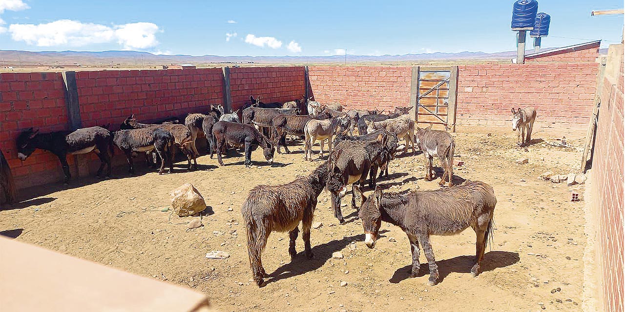 Matadero clandestino donde se faenaba carne de burro. (Foto: Defensa del Consumidor)