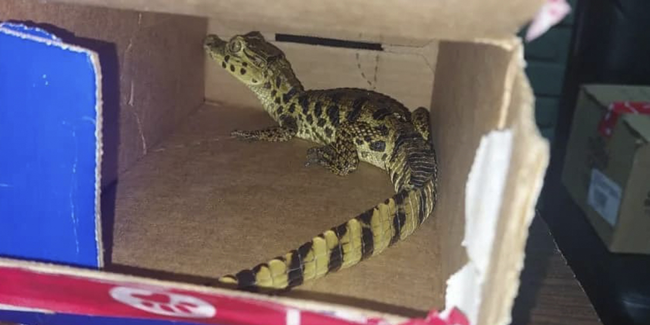 La cría de lagarto se encontraba en una caja.