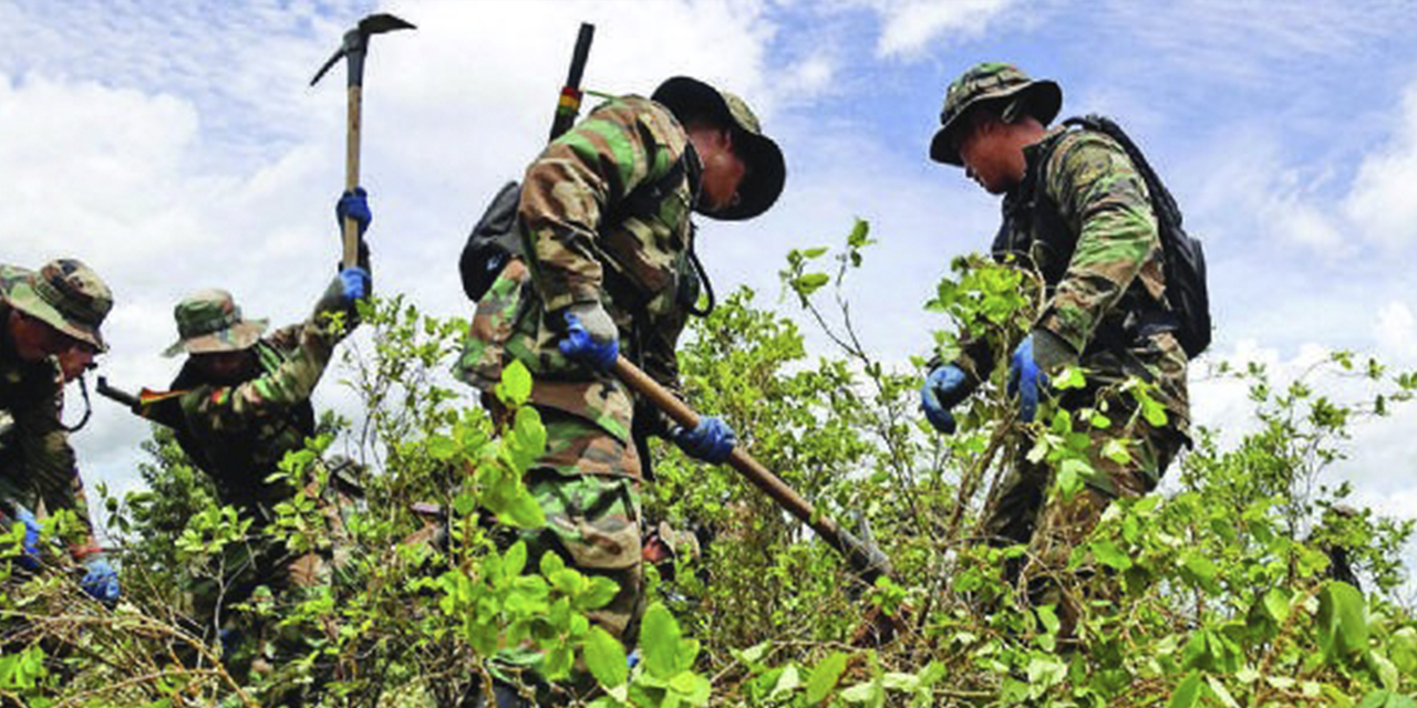 Militares en tareas de erradicación.