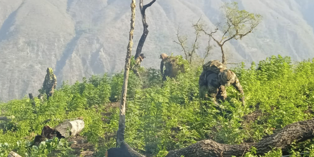 Labores de destrucción de las plantaciones en la comunidad Copacabana.