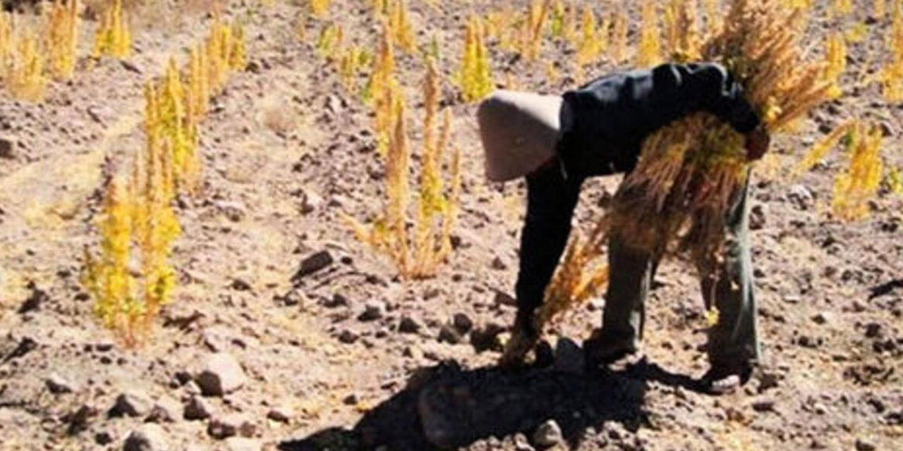 Un productor en plena faena en el altiplano boliviano.