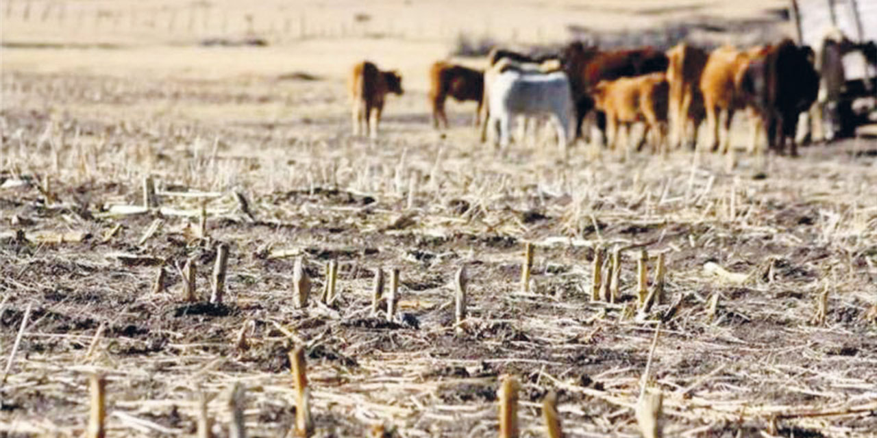 Efectos de la sequía en el país. | Foto: RRSS