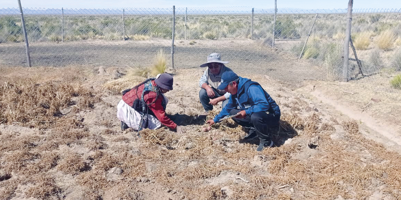 Campos de cultivo afectados por la sequía. | Foto: INSA