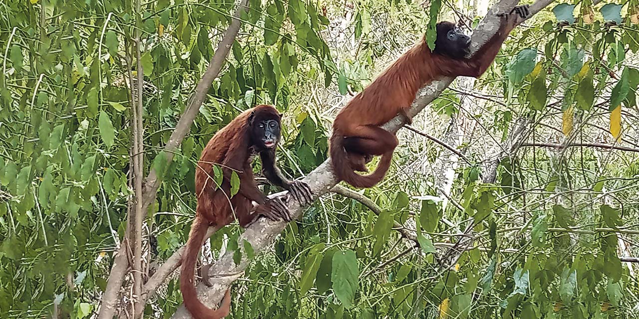 Fauna del norte amazónico. | Foto: ABI