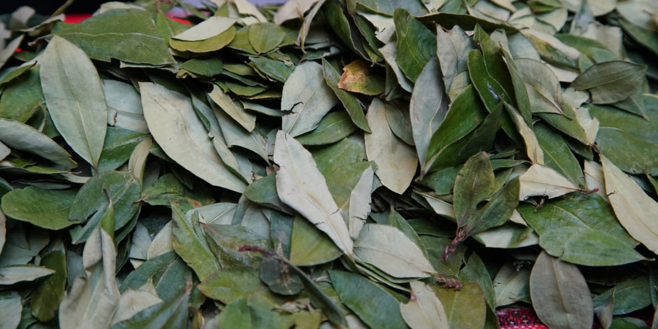 La hoja de coca en su estado natural. Foto: Archivo