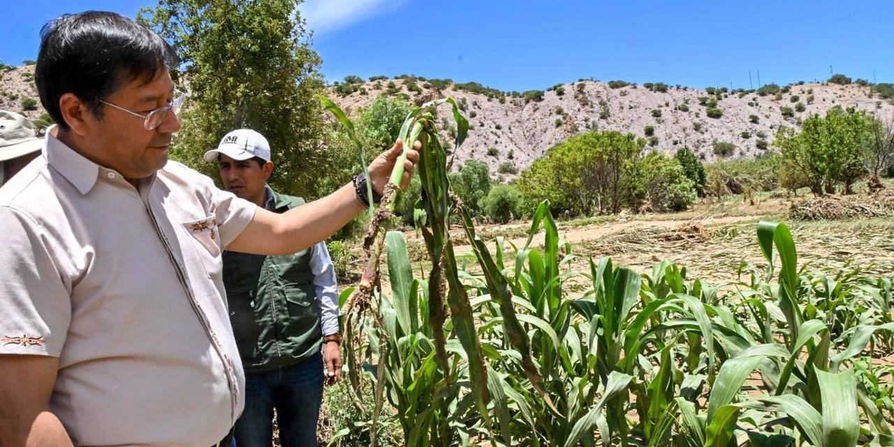 El Jefe de Estado observa los cultivos dañados por la riada que afectó a más de 1.000 familias en el municipio de Cotagaita, en Potosí. | Foto: Comunicación Presidencial