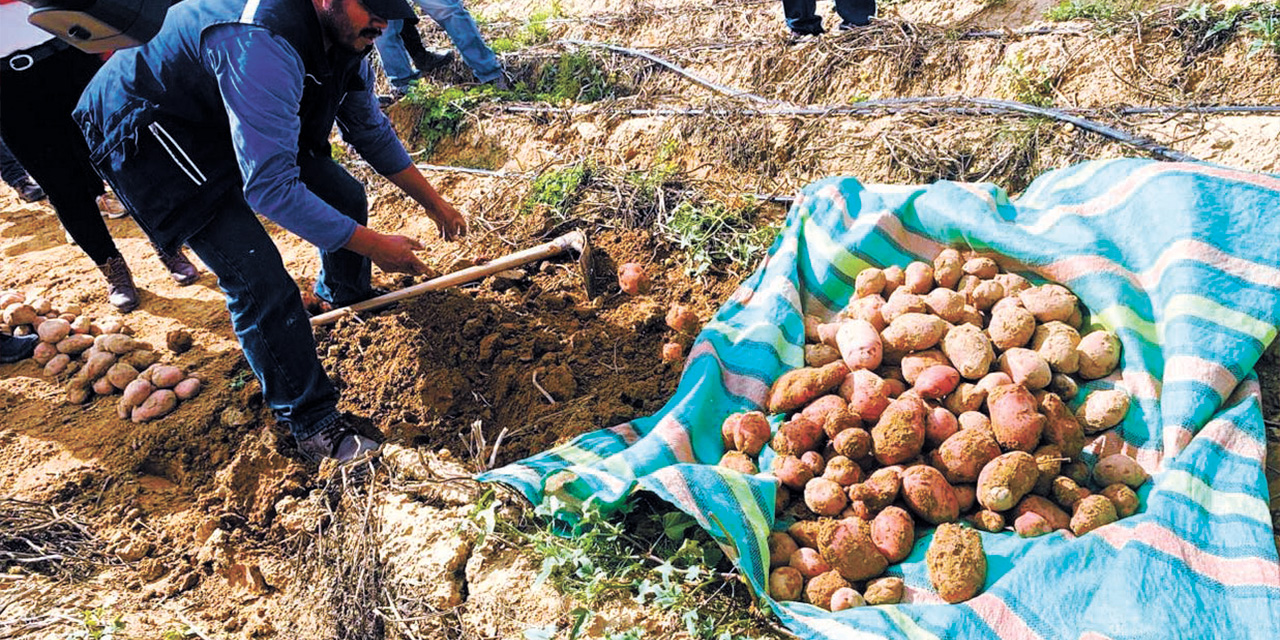 El cultivo de papa, entre los afectados por las inundaciones y granizadas. Foto:  Min. de Desarrollo Rural y Tierras