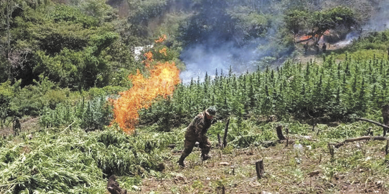 Destrucción de la plantación de marihuana.| Foto: FELCN